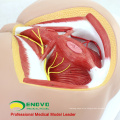 SELL 12463 Life Size Anatomy Biology Education Male Perineum Medical Model